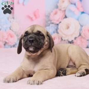 Diesel, English Mastiff Puppy